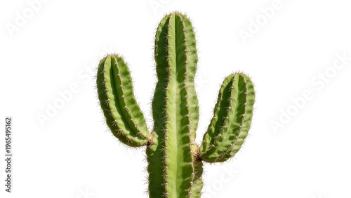 Isolated tall green multi-branched cactus with spines, a classic desert plant symbol