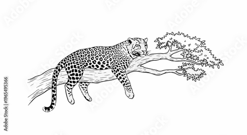 A black and white illustration of a leopard resting on a tree branch, with a leafy canopy