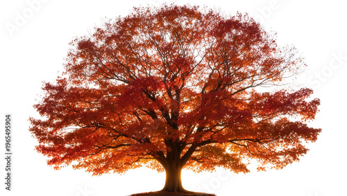 Quadro su tela Isolated spectacular autumn tree showcasing vibrant red and orange foliage in na