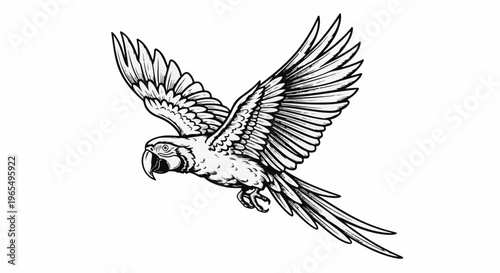 A detailed black and white illustration of a macaw in mid-flight