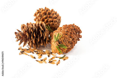 Fir cones with seeds on a white isolated background, planting material.