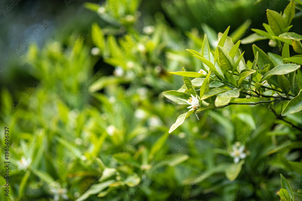 Obraz premium Oranger jasmin en fleurs