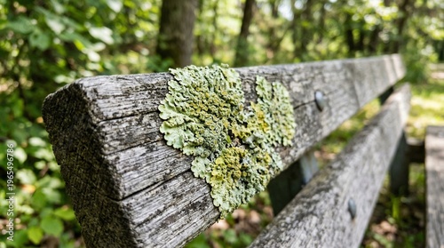Lichen growing on wooden bench in sunny park surrounded by trees  