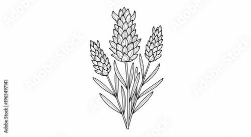 Delicate line drawing of three lavender flower spikes with slender leaves