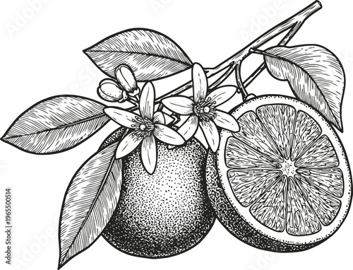 Detailed hand drawn lemon branch with flowers and sliced fruit illustration