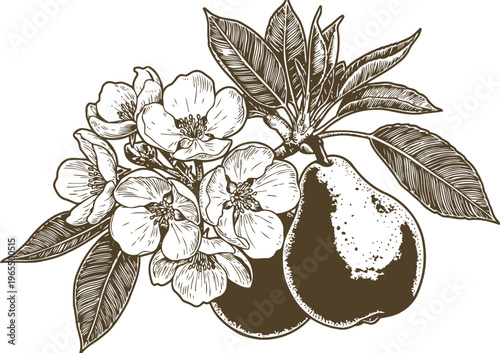 Detailed vintage pear fruit branch with blooming flowers and leaves botanical illustration