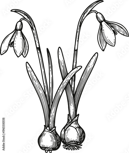 Snowdrop flowers with leaves and bulbs hand drawn botanical spring plants illustration with delicate drooping white blossoms