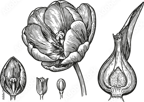 Detailed botanical illustration of tulip flower and bulb cross section with various stages of blooming
