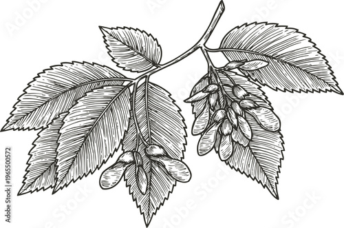 Detailed black and white illustration of a branch with elm tree leaves and winged seeds