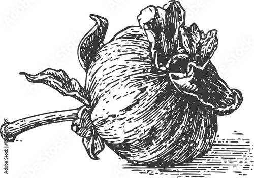 Detailed vintage illustration of pomegranate fruit with stem and calyx in black and white engraving