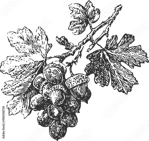 Acorns on oak branch with leaves hand drawn vintage botanical illustration of oak tree nut cluster, autumn nature element