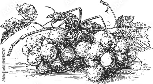 detailed black and white illustration of an ant crawling on grapevine with bunch of grapes and leaves