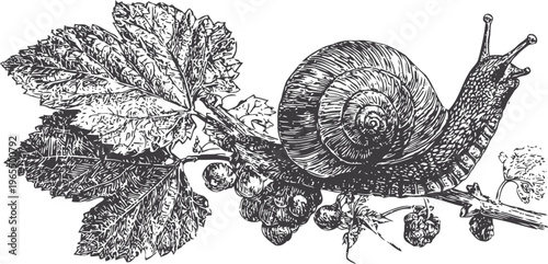 snail crawling on grapevine branch with leaves and berries in detailed black and white botanical illustration