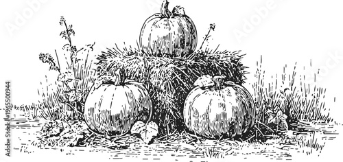 vintage hand drawn pumpkins on haystack autumn harvest illustration with rustic fall garden setting