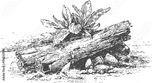 campfire logs stacked with dry leaves and small stones detailed vintage wood engraving