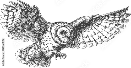 owl flying with spread wings detailed black and white engraving of a bird of prey in mid flight
