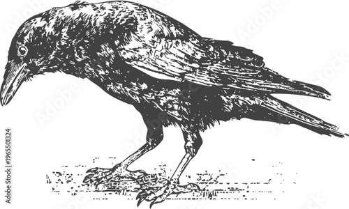 Black crow illustration in vintage detailed bird sketch with textured feathers and sharp beak