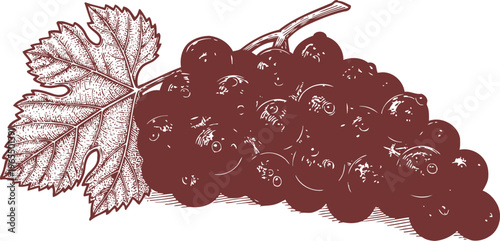 Hand drawn red grape cluster with detailed leaf vintage botanical fruit illustration vineyard harvest concept