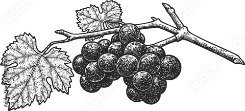Black grape cluster hanging on vine with detailed leaves hand drawn vintage botanical illustration