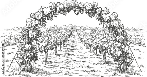 Vineyard rows with grapevine arch and clusters growing in rural agricultural landscape