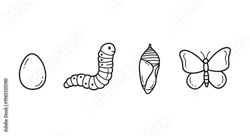 Butterfly Life Cycle Metamorphosis Stages Vector Illustration with Egg Caterpillar Chrysalis and Adult Butterfly