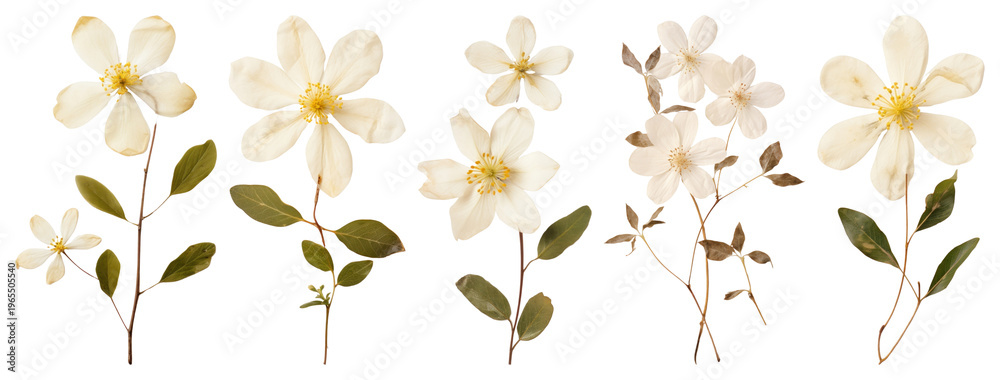 Fototapeta premium PNG Delicate pressed white flowers arrangement on transparent background