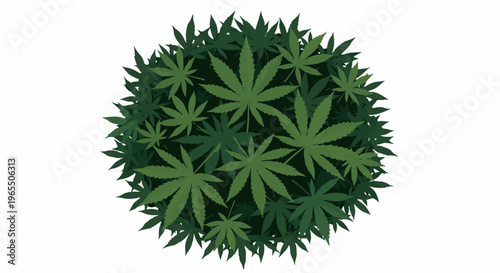 A dense cluster of green cannabis leaves seen from above