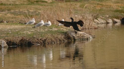 Cormorant Spreads Wings Facing Seagulls Funny Wildlife Interaction by Lake