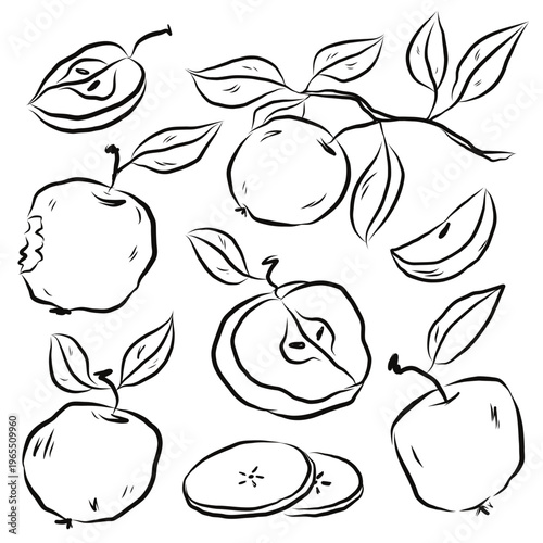 Collection of apple fruits slices, pies, whole apple and branch in simple line art style for food illustration and organic product themes. Vector hand drawn illustration.