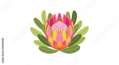 Vibrant Pink Protea Flower Closeup View.