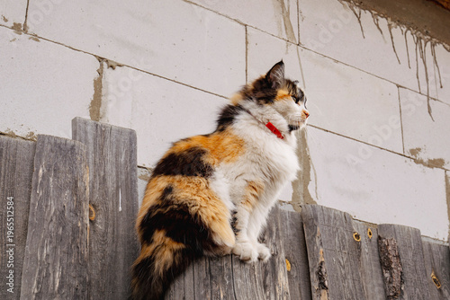 Fluffy Tricolor Cat with Yellow Eyes and Red Collar Sitting Outdoors on Wooden Fence