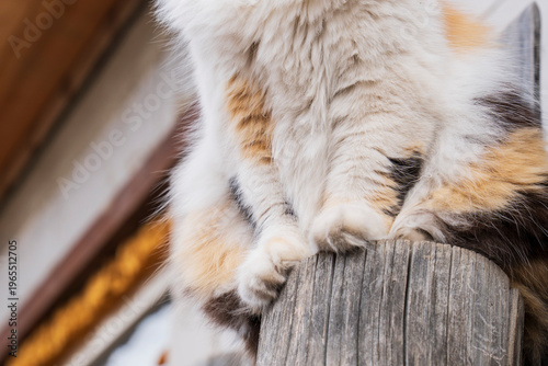 Fluffy Tricolor Cat  Sitting Outdoors on Wooden Fence. Paws close-up