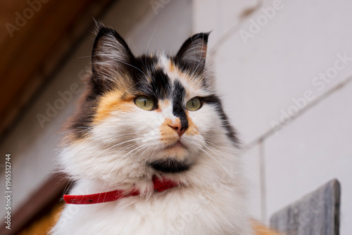 Fluffy Tricolor Cat with Yellow Eyes and Red Collar Sitting Outdoors on Wooden Fence