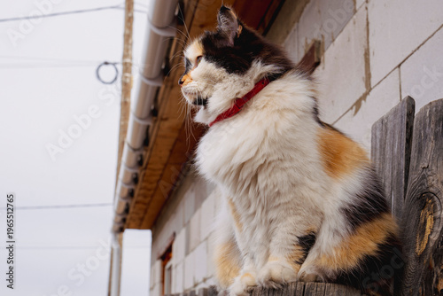 Fluffy Tricolor Cat with Yellow Eyes and Red Collar Sitting Outdoors on Wooden Fence