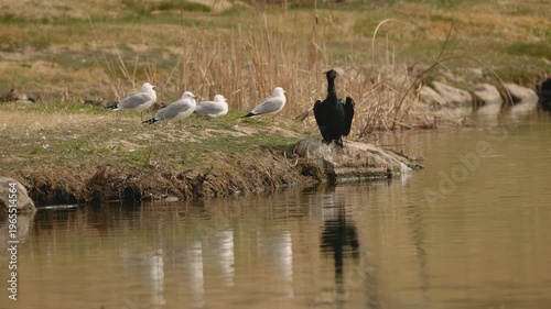 Cormorant Spreads Wings with an Audience of Seagulls