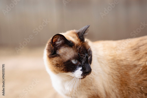 Thai Siamese Cat portrait. Feline with blue eyes outdoors