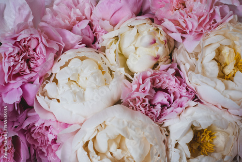 Heap of beautiful fresh colorful peony flowers in full bloom, close-up view. Floral texture for background.