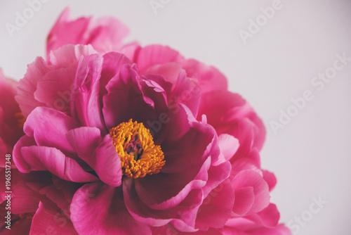 Close up view of fresh magenta peony flowers in full bloom against white background. Floral still life with blooming peonies. Negative space for text.