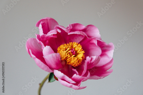 One single magenta pink peony flower in full bloom against gray background, close-up view. Spring or summer bloom.