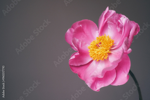 One single magenta pink peony flower in full bloom against gray background, close-up view. Spring or summer bloom. Copy space for text.