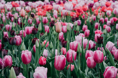 Beautiful meadow with colorful tulip flowers in full bloom. Spring floral texture for background.