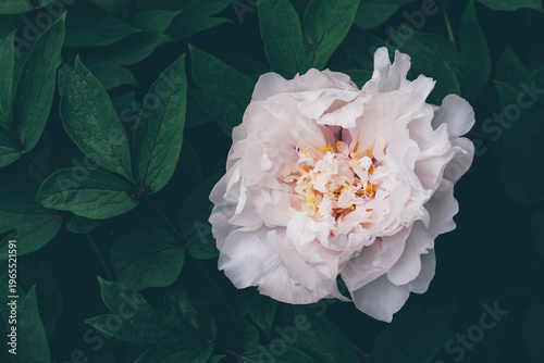 Beautiful pastel colored peony flowers blooming in the garden, close-up view. Natural background.
