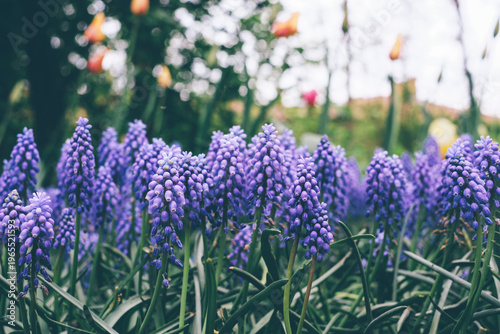 Beautiful purple muscari flowers in full bloom in the meadow, close-up view. Floral springtime texture for background.