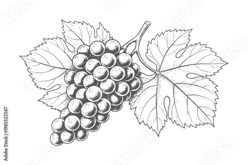 Black and white of ripe grapes with leaves white fruit vine