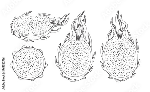 Hand drawn dragon fruit halves and cross section with seeds dragonfruit pitaya tropical