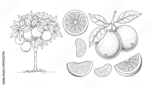 Hand drawn of an orange tree with fruits and citrus slices leaves