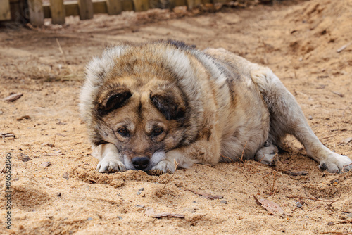 sleepy senior dog lying down 