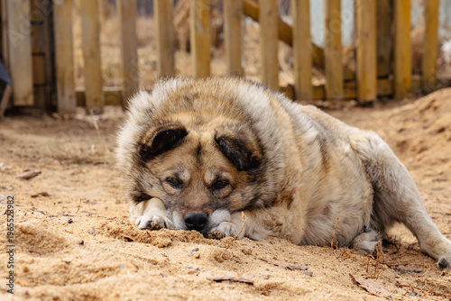 sleepy senior dog lying down 