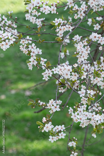 Fotografie Trailing Blossom Spray Over Green Lawn With Small White Flowers Scattered Across Thin Branches, Gentle Breeze Suggested By Angled Stems, Fresh Seasonal Mood For Gardening And Wellness Imagery