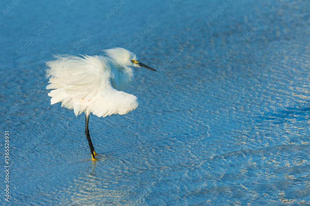 Naklejka premium Beautiful snowy egret wading in the shallow ocean waters battling strong wind near Fort Myers Beach, Florida, USA
